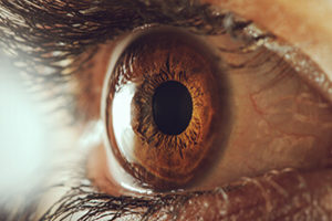 cornea